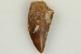 Serrated, .6" Raptor Tooth - Real Dinosaur Tooth - #203398-1